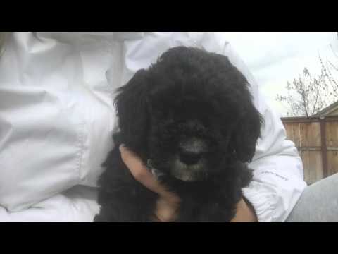 Multigeneration standard labradoodle