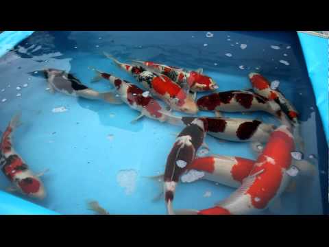 how to harvest koi