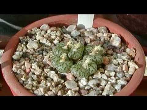 how to grow vygies