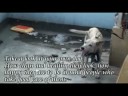 Dog and cat abuse: Animal negligence Dog and cat abuse: Animal negligence