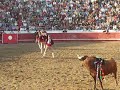 Bullfight