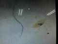 ����ߡʥ����ޥ���ߡ� Ĺ��:YouTube������=7,149��