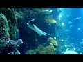 London Sea Life Aquarium: area and inside. shows the area around it including big ben, london eye and then all through the attarction