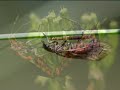 Invertebrates by Art Studios Invertebrates by Art Studios