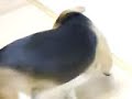 ELVIS, THE MOST TIMID BEAGLE IN THE WORLD