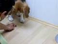 Beagle video