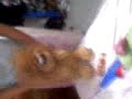 Bettho Dancing D
