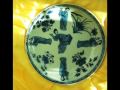 ?????; Chinese old porcelain; ?????; Chinese old porcelain;