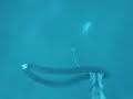 Robalo campanario