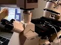 Faculty Interview | MIT Introduction to Bioengineering, Spri Faculty Interview | MIT Introduction to Bioengineering, Spri