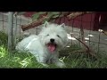 First Lady Superbia westie