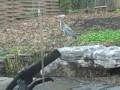 downtown Raleigh: great blue heron eats frog
