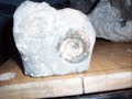 fossils fossils