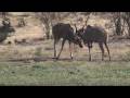 animal testosterone 1 animal testosterone 1