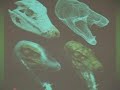 Prehistoric killer Crocodile discovered Prehistoric killer Crocodile discovered