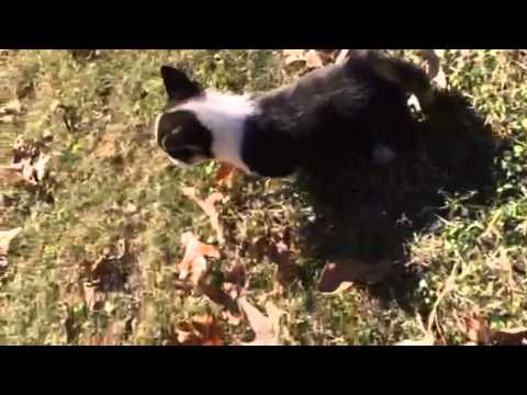 AKC Halles Girl Pembroke Welsh Corgi Tri Colored Female