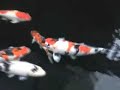 koi test koi test