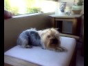 Cookie my yorkie!