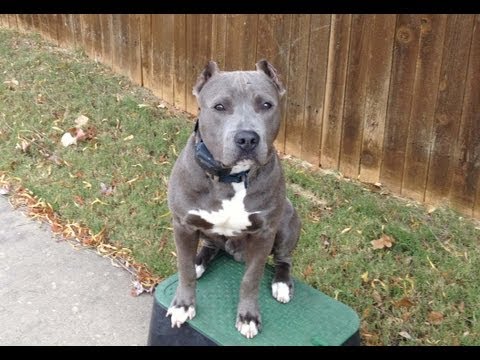 how to train blue nose pitbull