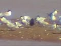White-winged