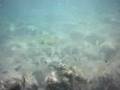 acquario