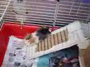 3 porcellini d'india pink(3 anni) brukina(2anni)e andrea (qualche mese)cavie