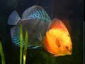 Pez Disco, Discus Fish Pez Disco, Discus Fish