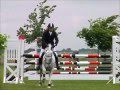 Springpferde L Al Ashar Vollblutaraber (Purebred Arabian jumper - Horse Jumping)