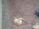 Crazt Little Mire Cats Crazt Little Mire Cats