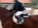 Hipismo