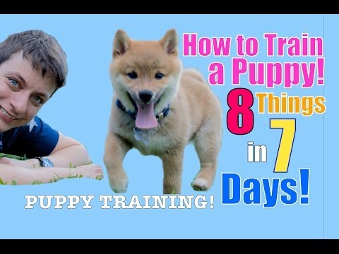 how to train new puppy