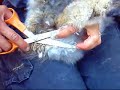 Angora Grooming: Part 4; Cleaning underside of an Angora Angora Grooming: Part 4; Cleaning underside of an Angora
