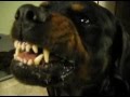 Rottweiler, Shepherd & Guardian