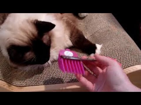 Scaredy Cut Pet Grooming Kit and Tiny Trim Floppycats.com Review 0 Scaredy Cut Pet Grooming Kit and Tiny Trim Floppycats.com Review