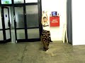 Falak Leila - Tribal