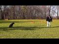 videos de Gunner - Silver Lab Dog Training