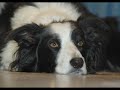 Border Collies
