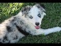 Border Collies