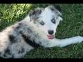 Border Collie video
