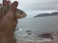 peixe 2.AVI peixe 2.AVI