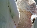 Cinquieme partie de la Video Mariage