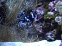 Clown Nest.AVI Clown Nest.AVI