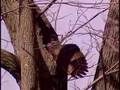 Mother Owl With Young Caught On Tape 