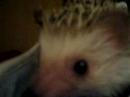 Prickles in a slipper XD Prickles in a slipper XD