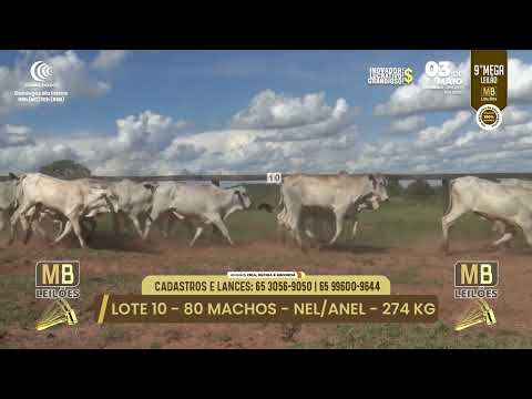 9� MEGA LEIL�O DA MB LEIL�ES