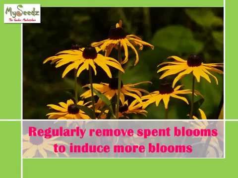 how to collect rudbeckia seeds