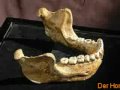 Homo heidelbergensis Teil 1