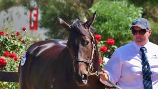 2017 Melbourne Premier Wrap Up