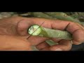 Adenium Grafting