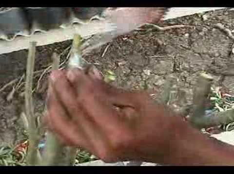 how to fertilize adenium